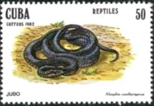 Cuban Racer (Alsophis cantherigerus)