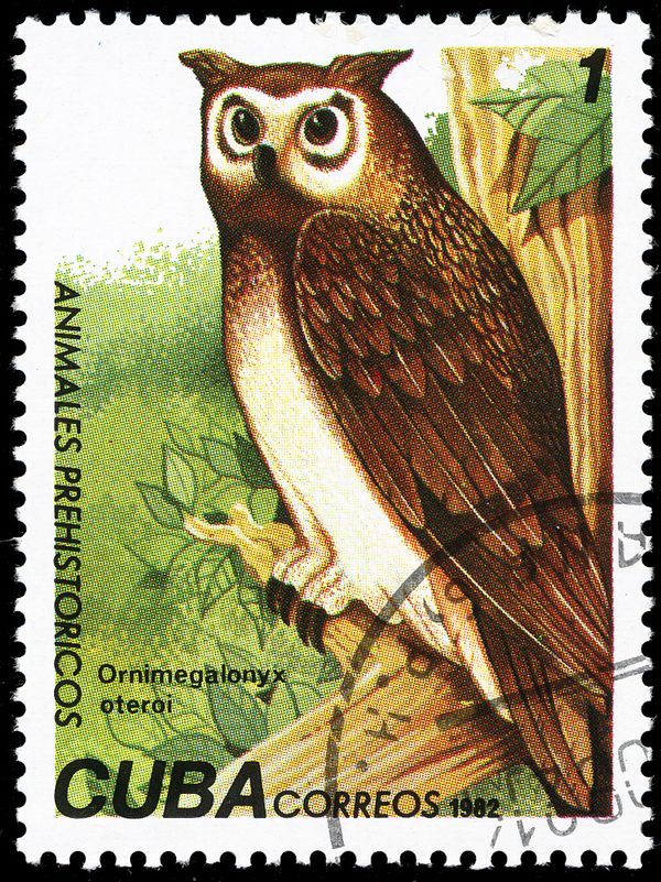 Cuban Giant Owl (Ornimegalonyx oteroi)