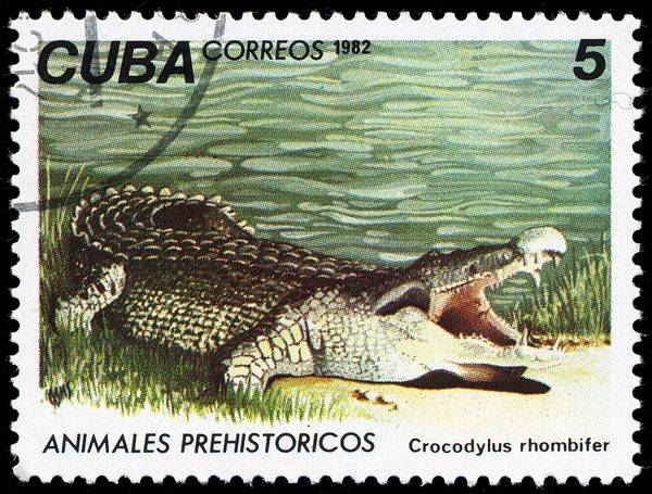 Cuban Crocodyle (Crocodylus rhombifer)