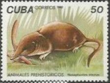 Lesser Cuban Nesophontes (Nesophontes micrus)