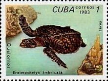 Hawksbill Turtle (Eretmochelys imbricata)