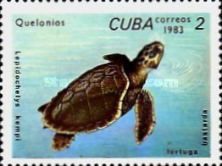 Kemp’s Ridley Sea Turtle (Lepidochelys kempii)