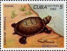 Cuban Slider (Chrysemys decussata)