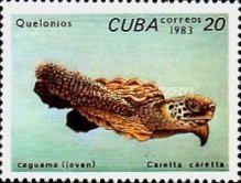 Loggerhead (Caretta caretta)