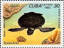 Green Sea Turtle (Chelonia mydas)