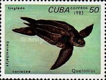 Leatherback Sea Turtle (Dermochelys coriacea)