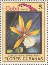 Dinema cubincola