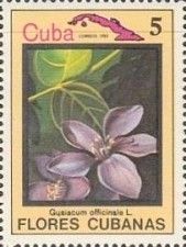 Guaiacum officinale