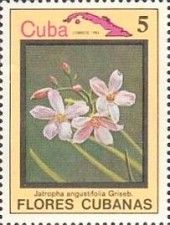 Jatropha angustifolia