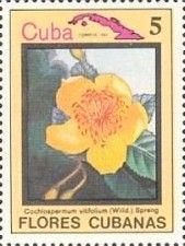 Cochlospermum vitifolium