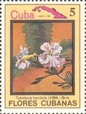 Tabebuia lepidota