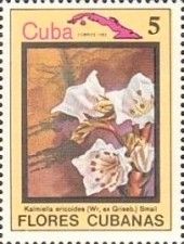Kalmiella ericoides