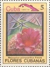 Melocactus actinacanthus