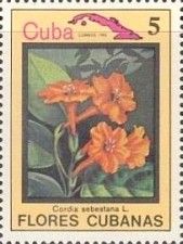 Cordia sebestana