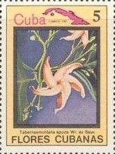 Tabernaemontana apoda