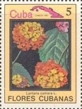 Lantana camara