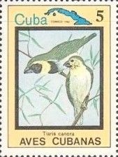Melodious Grassquit (Tiaris canora)