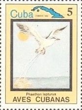 White-tailed Tropicbird (Phaethon lepturus)