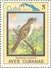 Cuban Solitaire (Myadestes elisabeth)
