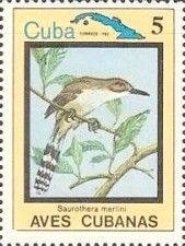Great Lizard-Cuckoo (Saurothera merlini)