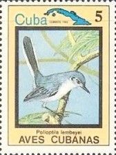 Cuban Gnatcatcher (Polioptila lembeyei)