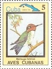 Bee Hummingbird (Mellisuga helenae)