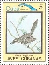 Northern Mockingbird (Mimus polyglottos)