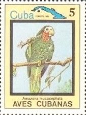 Cuban Amazon (Amazona leucocephala)