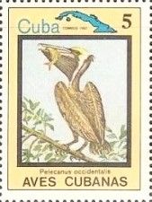 Brown Pelican (Pelecanus occidentalis)