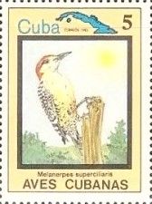 West Indian Woodpecker (Melanerpes superciliaris)
