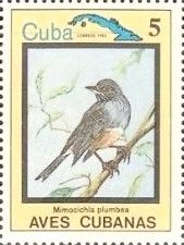 Red-legged Thrush (Turdus plumbeus)