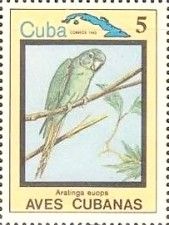 Cuban Parakeet (Aratinga euops)