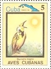 Eastern Meadowlark (Sturnella magna)