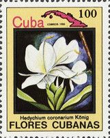 Hedychium coronarium Konig