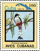 Priotelus temnurus