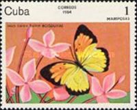 White Butterfly (Ixias balice balice)
