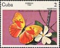 Red-splashed Sulphur (Phoebis avellaneda)