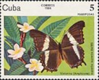 Broad-banded Page (Siproeta superba)