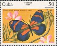 Sorana Eighty-eight (Catagramma sorana)