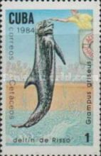 Risso's Dolphin (Grampus griseus)