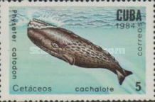 Sperm Whale (Physeter catodon)