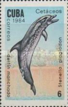 Atlantic Spotted Dolphin (Stenella plagiodon)