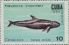 False Killer Whale (Pseudorca crassidens)