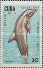 Common Bottlenose Dolphin (Tursiops truncatus)