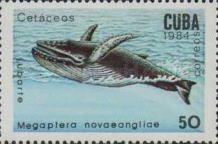 Humpback Whale (Megaptera novaeangliae)