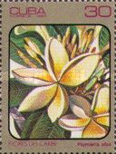 Plumieria alba