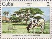 Cattle (Bos primigenius taurus)