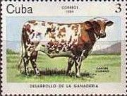 Caribbean Cattle (Bos primigenius taurus)