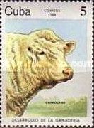 Charolais (Bos primigenius taurus)