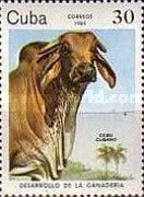 Cuban Zebu (Bos primigenius indicus)